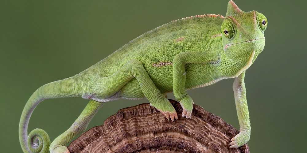 Chameleon Malware Changes Its Colors Again